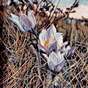 View Artwork: Crocus