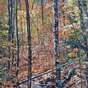 View Artwork: Fall Glory
