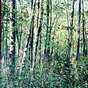 View Artwork: Forest and Fireweed