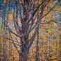 View Artwork: Forest Giant