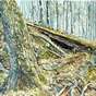 View Artwork: Gatineau Trail