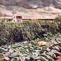 View Artwork: Pumpkin Patch - PEI