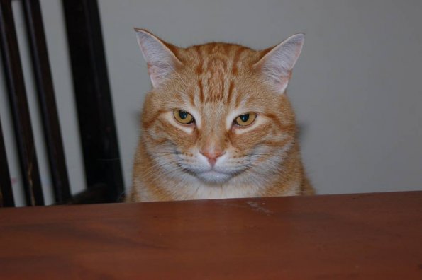 Orange cat is not pleased