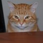 Orange cat is not pleased