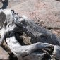 Driftwood