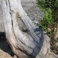 Curvy Driftwood