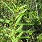Same Plant