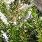 Hayfever