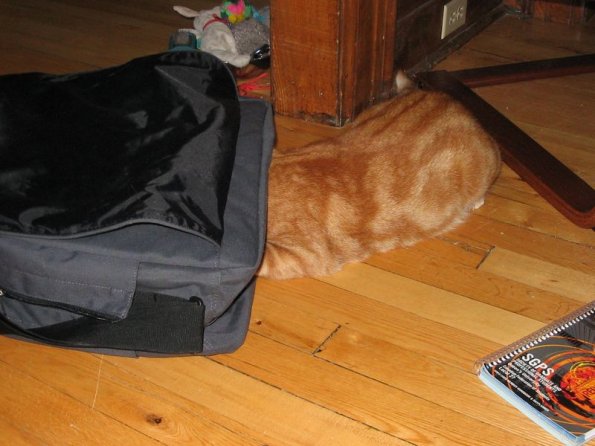 Shark Cat Sneak Attack