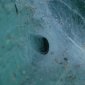Funnel Spider